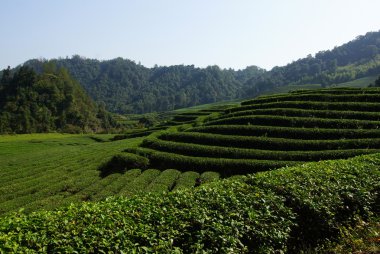 çay plantasyon içinde fujian Eyaleti, Çin