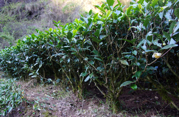 Tea plantation in Fujian Province, China