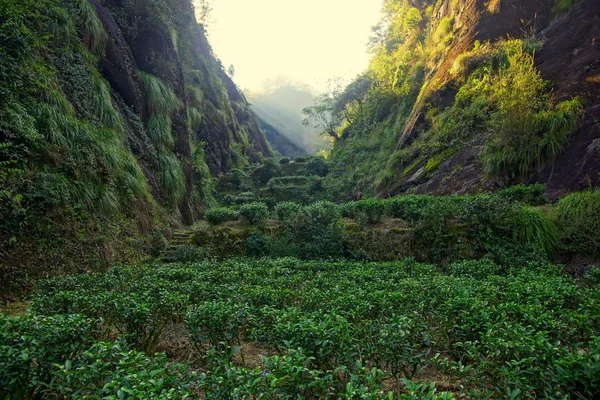 Tea plantation in Fujian Province, China — Stock Photo, Image