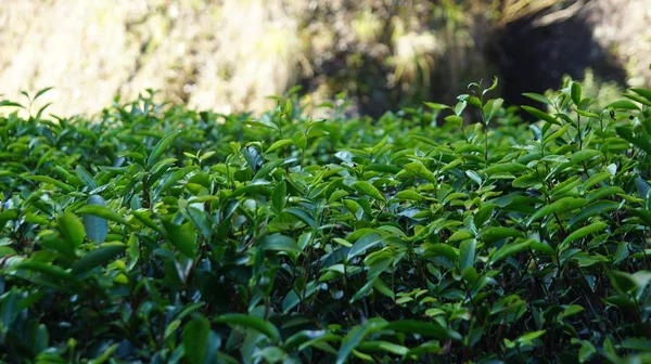 Teeplantage in der Provinz Fujian, China — Stockfoto