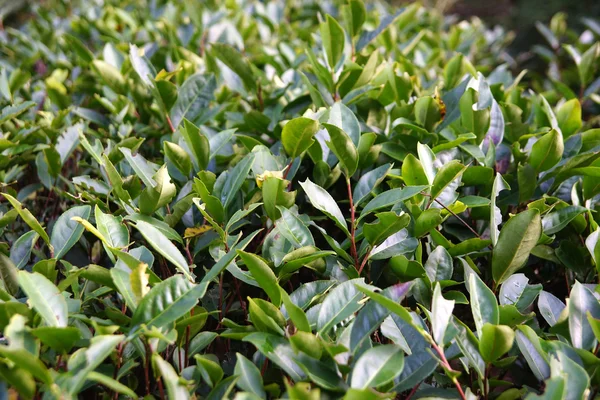 Teeplantage in der Provinz Fujian, China — Stockfoto