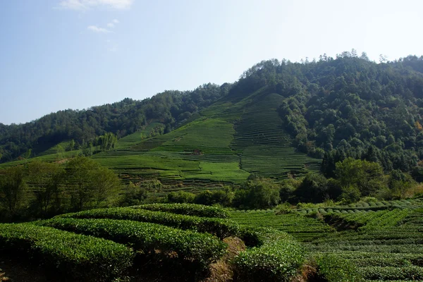 Herbata plantation w prowincji fujian, Chiny — Zdjęcie stockowe