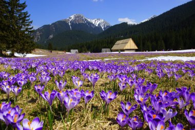 çiğdemler chocholowska vadi, dağ tatras, Polonya
