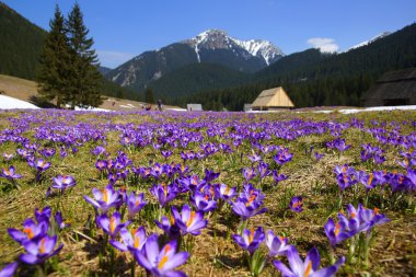 çiğdemler chocholowska vadi, dağ tatras, Polonya