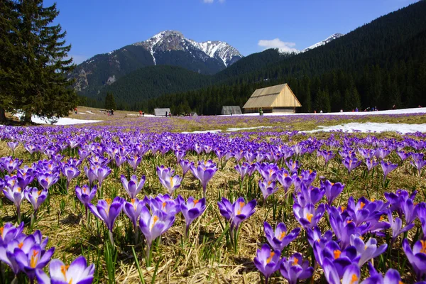 Krokusse im Chocholowska-Tal, in der Tatra, in Polen — Stockfoto