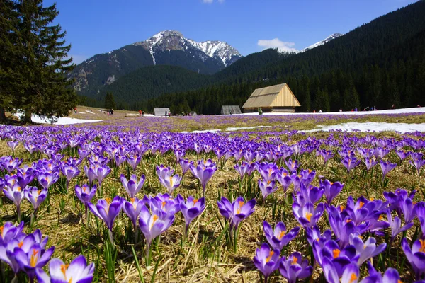 Krokusy w dolinie Chochołowskiej, góry Tatry, Polska — Zdjęcie stockowe