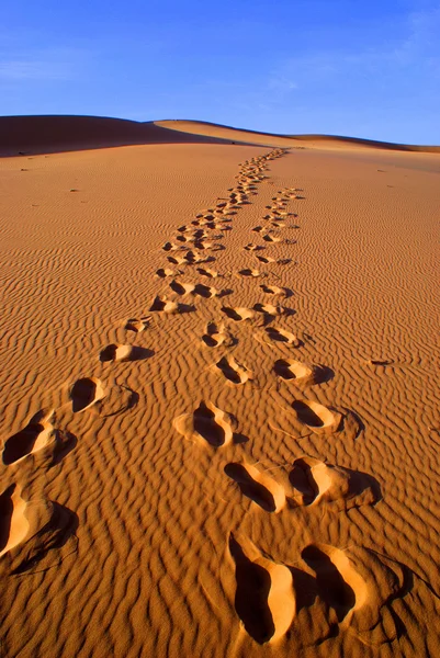 Paisaje del desierto de gobi con huella en la arena, Mongolia — Foto de Stock