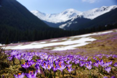 çiğdemler chocholowska Vadisi, tatra mountain, Polonya