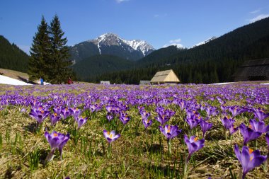 çiğdemler chocholowska Vadisi, tatra mountain, Polonya
