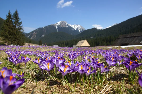 番红花在 chocholowska 谷、 tatra 山地、 波兰 — 图库照片