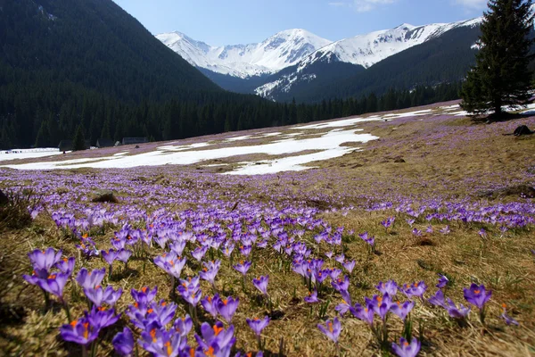 Çiğdemler chocholowska Vadisi, tatra mountain, Polonya Stok Fotoğraf