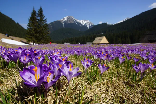 Çiğdemler chocholowska Vadisi, tatra mountain, Polonya Stok Fotoğraf