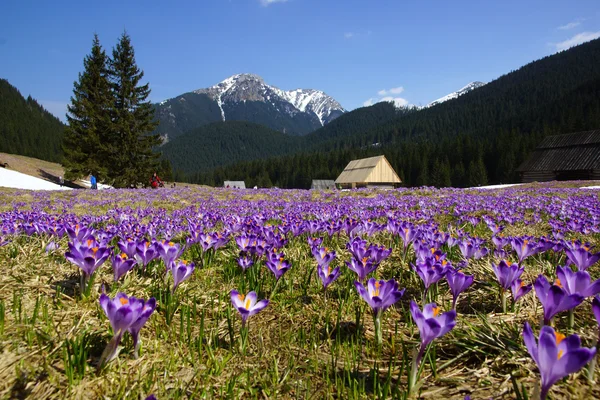 Çiğdemler chocholowska Vadisi, tatra mountain, Polonya - Stok İmaj