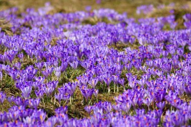 çiğdemler chocholowska Vadisi, tatra Dağları, Polonya