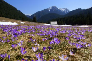 çiğdemler chocholowska Vadisi, tatra Dağları, Polonya