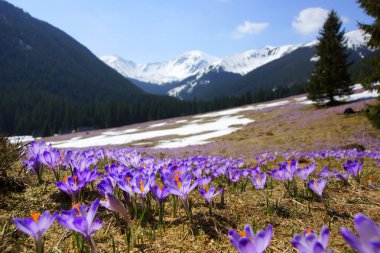 çiğdemler chocholowska Vadisi, tatra Dağları, Polonya