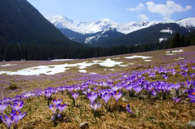 çiğdemler chocholowska Vadisi, tatra Dağları, Polonya
