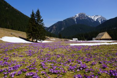 çiğdemler chocholowska Vadisi, tatra Dağları, Polonya