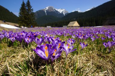 çiğdemler chocholowska Vadisi, tatra Dağları, Polonya