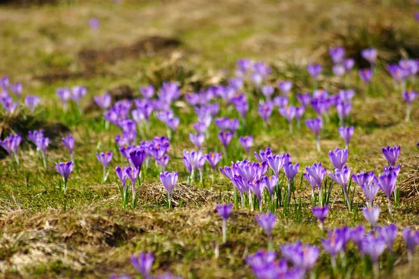 Krokusse im Chocholowska-Tal, in der Tatra, in Polen — Stockfoto