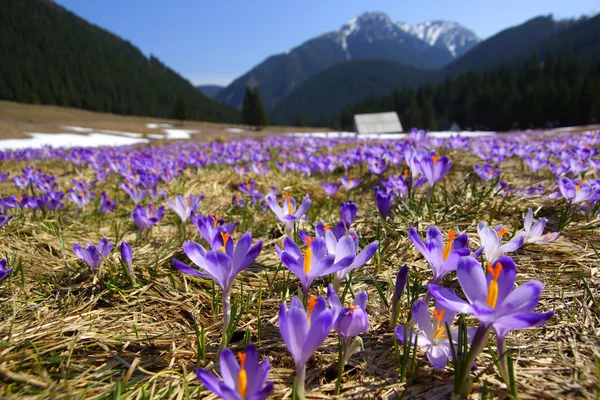 Crocos em Chocholowska Valley, Tatra Mountains, Polonia — Fotografia de Stock