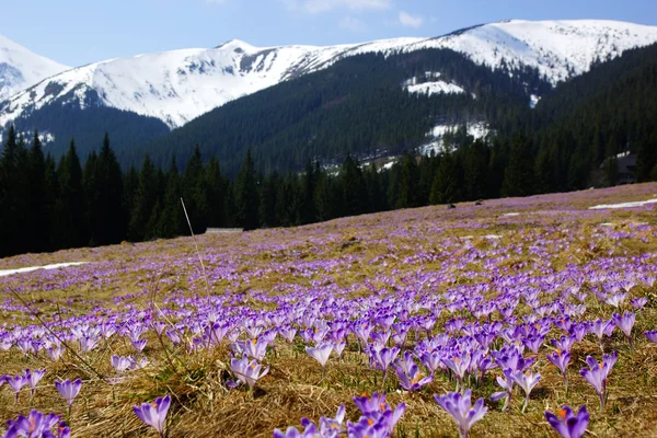 Crocos em Chocholowska Valley, Tatra Mountains, Polonia — Fotografia de Stock