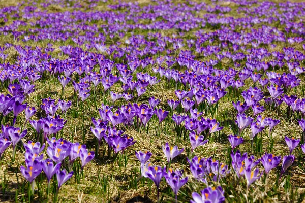 Krokusy w Chochołowskiej doliny, Tatry, Polska — Zdjęcie stockowe