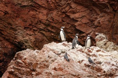 Humboldt Penguin in the island Ballestas, Paracas National Park in Peru. clipart