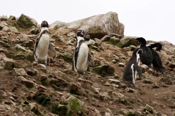 Pingwin Humboldta w wyspy ballestas, park narodowy paracas w peru. — Zdjęcie stockowe