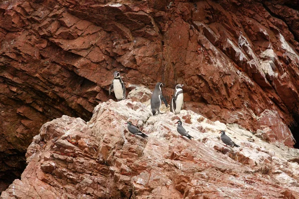 Pingwin Humboldta w wyspy ballestas, park narodowy paracas w peru. — Zdjęcie stockowe