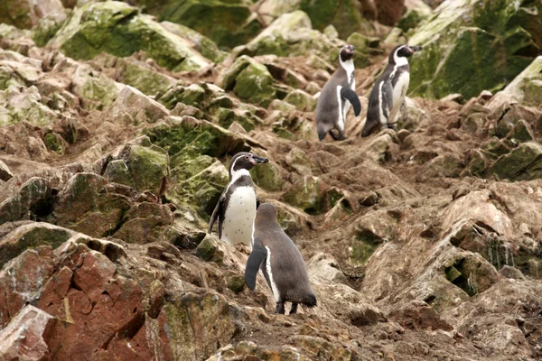 Humboldt-Pinguin in den Inselballestas, Paracas-Nationalpark in Peru. — Stockfoto