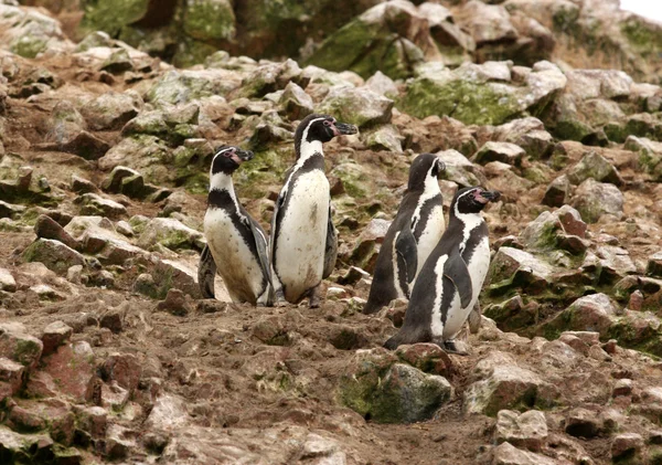 Pinguim Humboldt na ilha Ballestas, parque nacional de Paracas, no Peru . — Fotografia de Stock