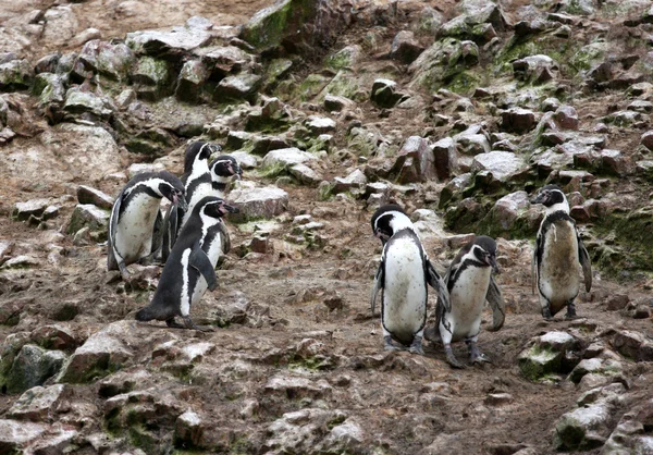Pinguim Humboldt na ilha Ballestas, parque nacional de Paracas, no Peru . — Fotografia de Stock