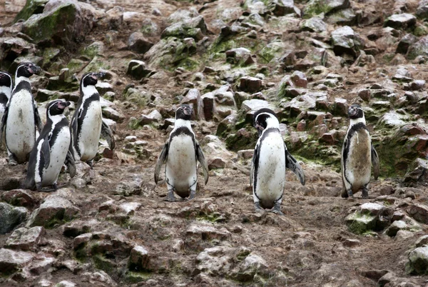 Гумбольдт Пингвин на острове Баллестас, национальный парк Паракас в Перу . — стоковое фото