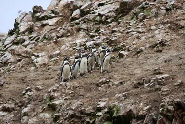 Pinguim Humboldt na ilha Ballestas, parque nacional de Paracas, no Peru . — Fotografia de Stock