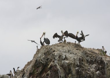 Pelikan ballestas Adaları, Peru paracas Milli Parkı