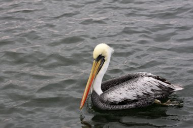 Pelikan ballestas Adaları, Peru paracas Milli Parkı