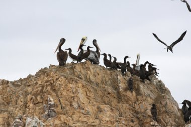 Pelikan ballestas Adaları, Peru paracas Milli Parkı