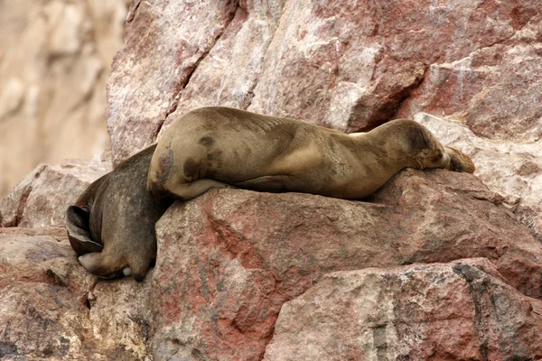 Seal on Islas Ballestas, Paracas National park in Peru — Stock Photo, Image
