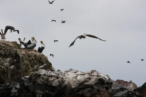 Pelicans sulle Isole Ballestas, Parco nazionale di Paracas in Perù — Foto Stock