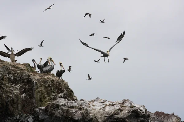 Pelikaner på ballestas öarna, paracas nationalpark i peru — Stockfoto