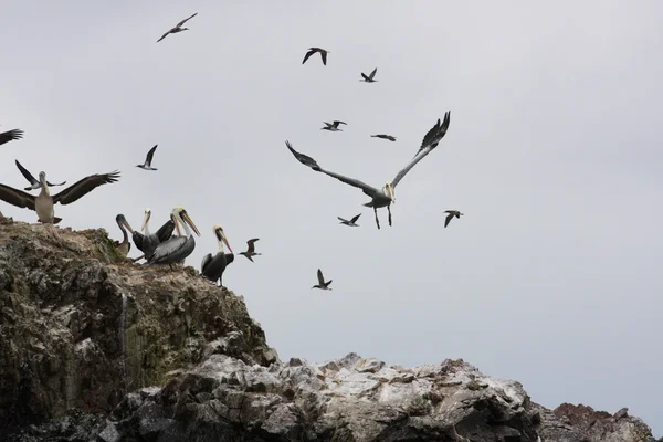 Pelicanos nas Ilhas Ballestas, Parque Nacional de Paracas no Peru — Fotografia de Stock