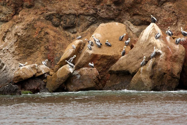 Пелікани на ballestas островах, paracas Національний парк в Перу — стокове фото
