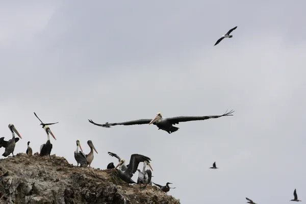 Pelicanos nas Ilhas Ballestas, Parque Nacional de Paracas no Peru — Fotografia de Stock
