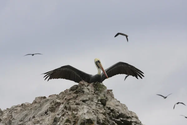 Pelicans sulle Isole Ballestas, Parco nazionale di Paracas in Perù — Foto Stock