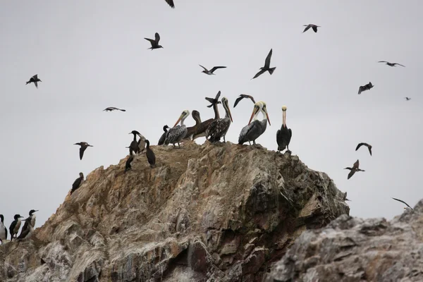 Pelicanos nas Ilhas Ballestas, Parque Nacional de Paracas no Peru — Fotografia de Stock