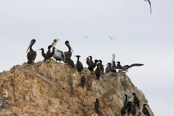 Pelicanos nas Ilhas Ballestas, Parque Nacional de Paracas no Peru — Fotografia de Stock