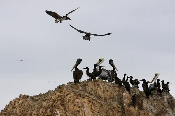 Пеликаны на Балестасских островах, Национальный парк Паракас в Перу — стоковое фото