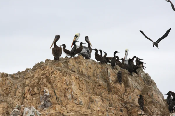 Pelikaner på ballestas öarna, paracas nationalpark i peru — Stockfoto