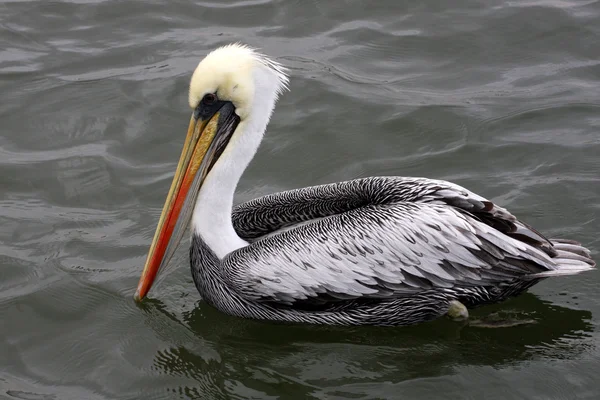 Pelicanos nas Ilhas Ballestas, Parque Nacional de Paracas no Peru — Fotografia de Stock